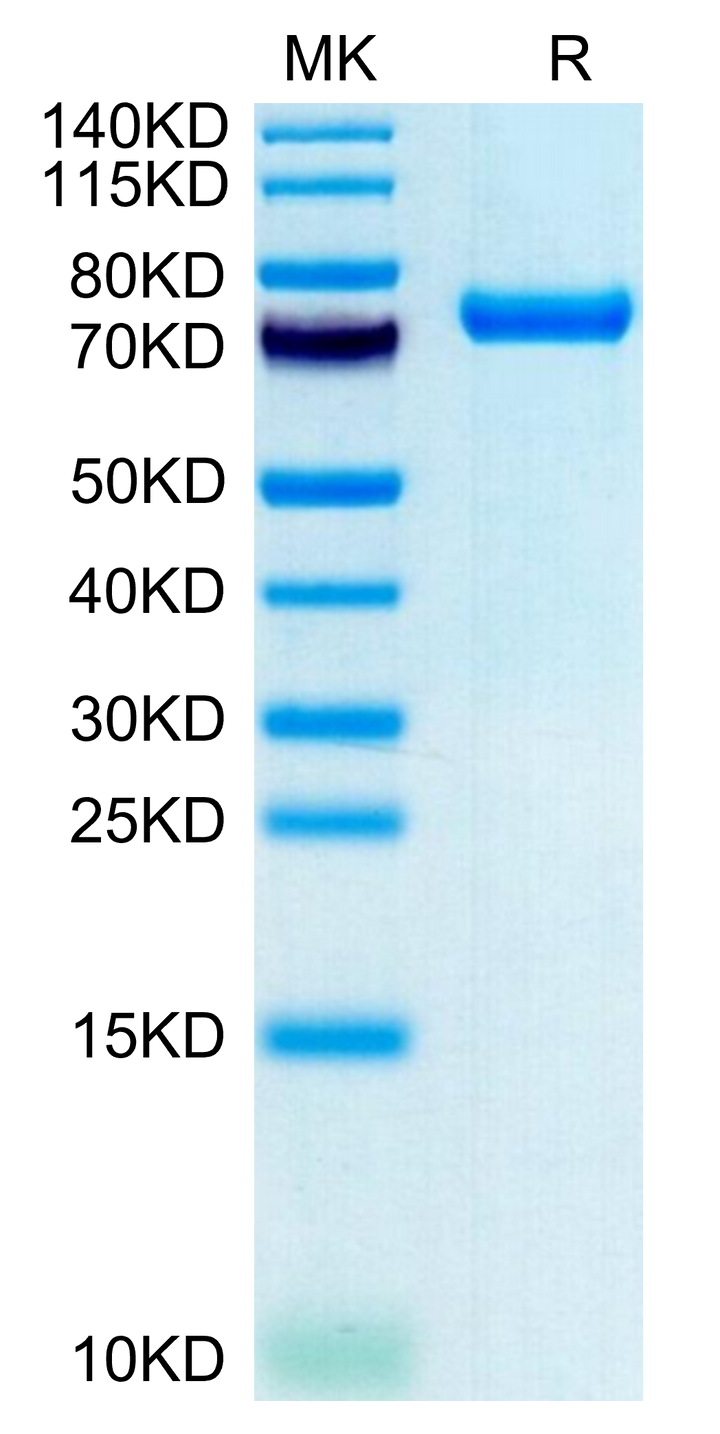 Human CLEC2D Protein (CLD-HM52D)