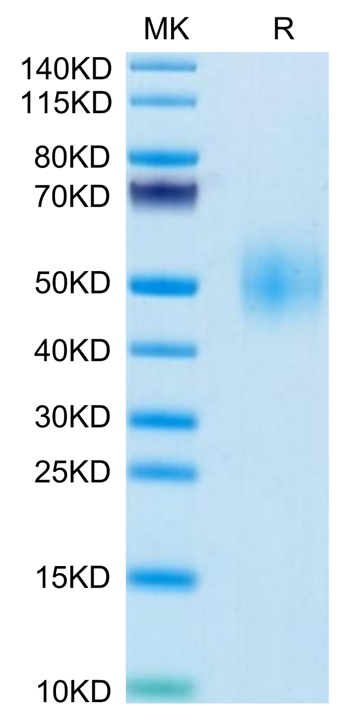 Mouse SLAMF1/SLAM/CD150 Protein (SLA-MM1MF)