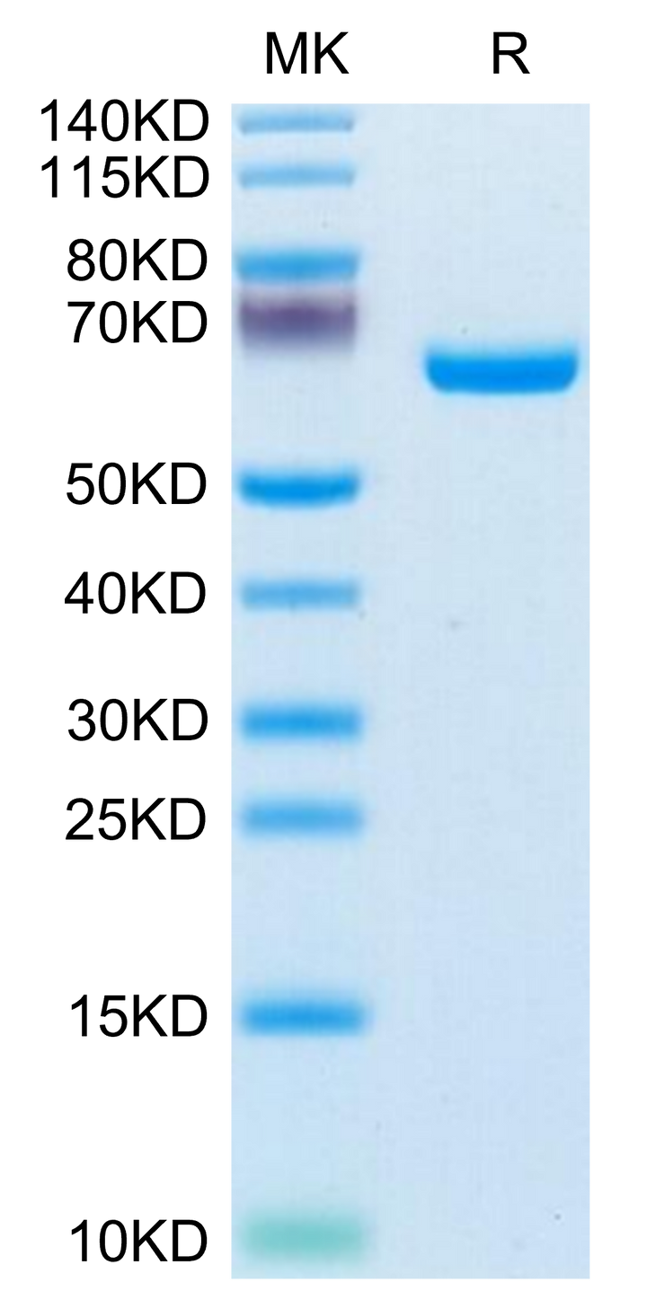 Human EphB3 Protein (EPH-HM1B3)