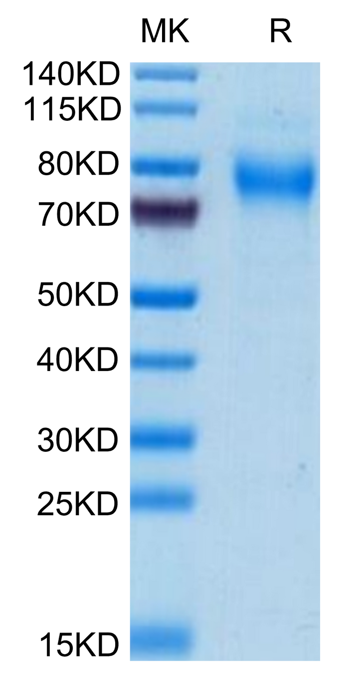 Mouse TREML2/TLT-2 Protein (TLT-MM102)