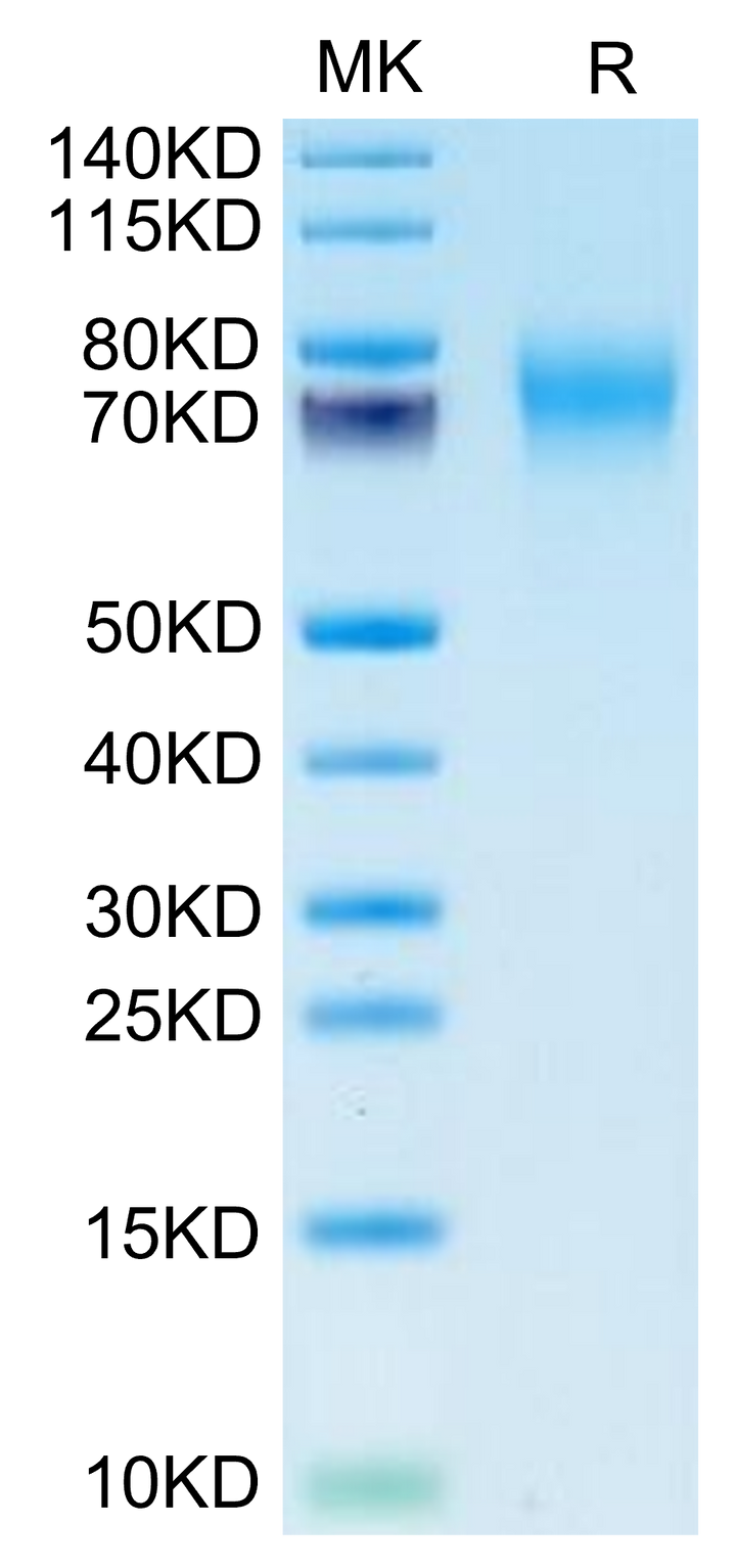 Biotinylated Human FGFR2 alpha (IIIc) Protein (FGR-HM4CDB)