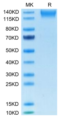 Human SEZ6L2 Protein (SEZ-HM1L2)