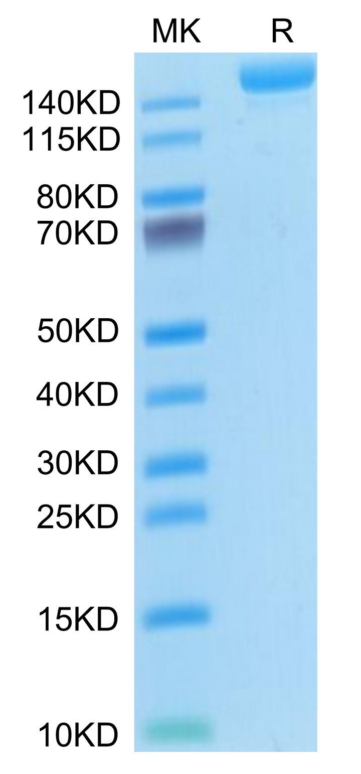 Mouse L1CAM Protein (LAM-MM101)