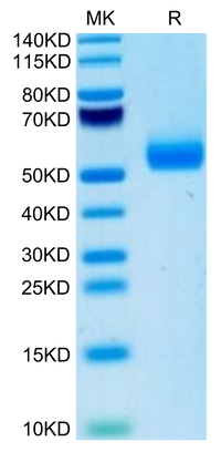 Mouse IgE Protein, Ultra Low Endotoxin (IGE-MM101-UL)