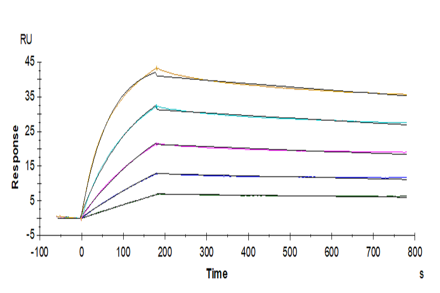 Human IL-17RB Protein, Ultra Low Endotoxin (IL1-HM1RB-UL)