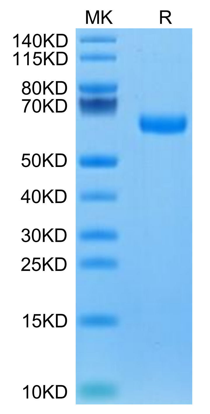 Canine ROR1 Protein (ROR-DM101)