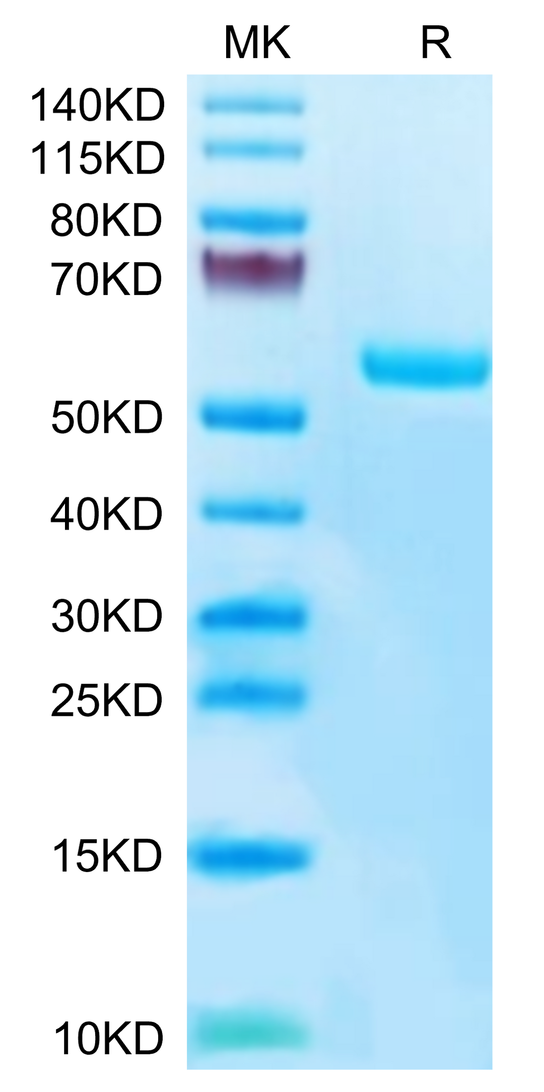 Human HLA-A*02:01&B2M&Survivin (LMLGEFLKL) Monomer Protein (MHC-HM412)