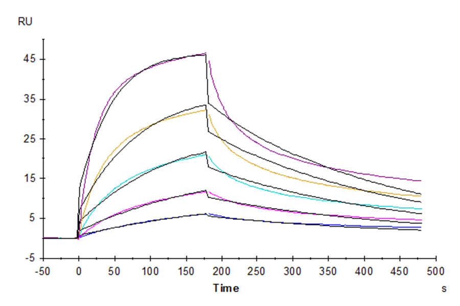 Human Fas/TNFRSF6/CD95 Protein, Ultra Low Endotoxin (FAS-HM101-UL)