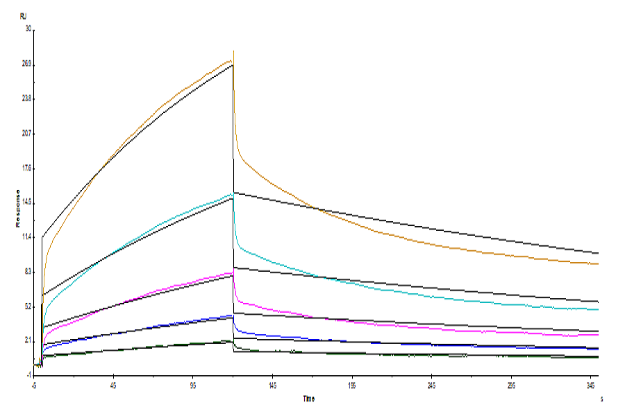 Human SIRP alpha/CD172a Protein, Ultra Low Endotoxin (SRP-HM172-UL)