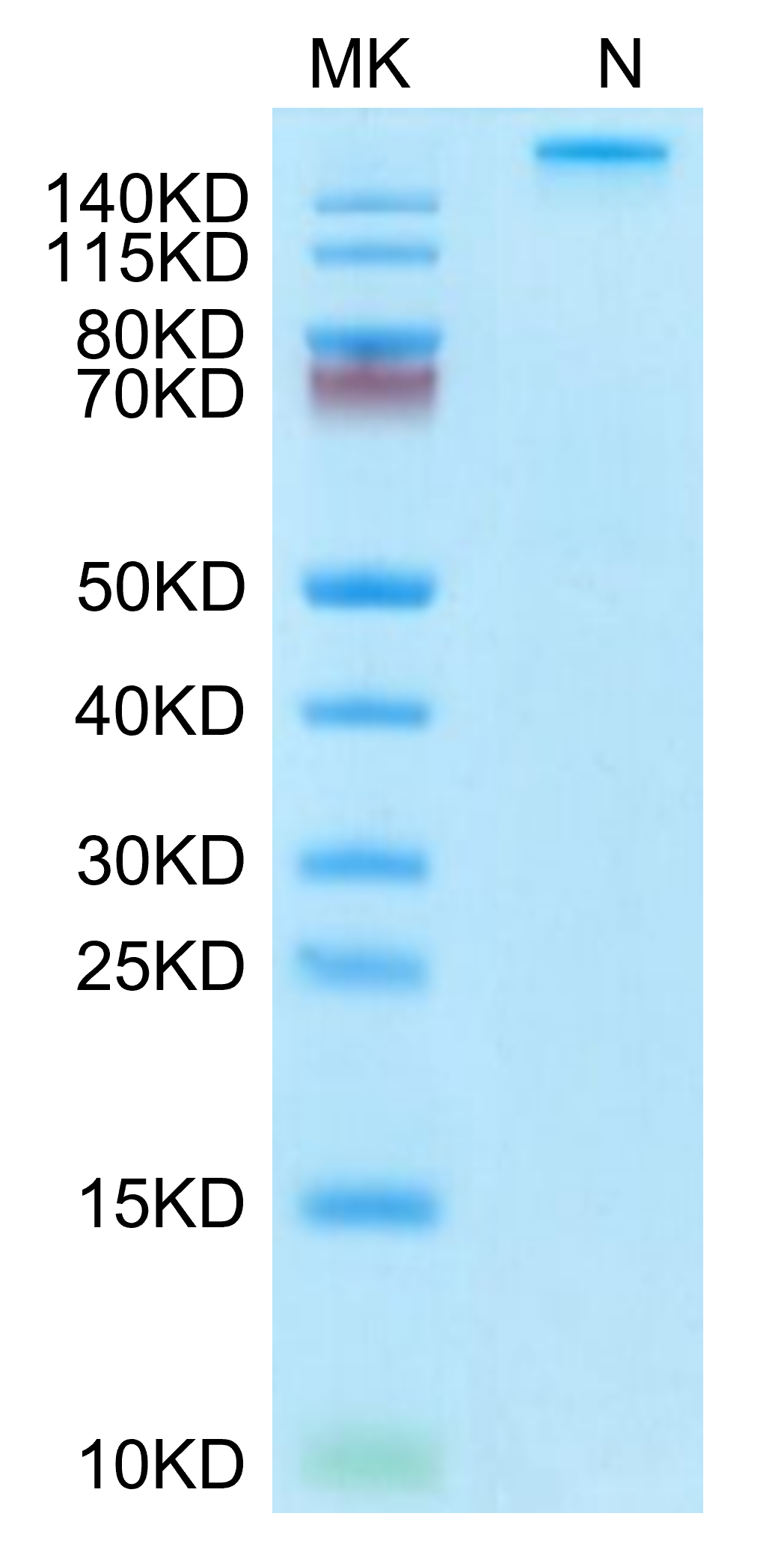 Human HLA-A*03:01&B2M&KRAS WT (VVVGAGGVGK) Tetramer Protein (MHC-HM423T)