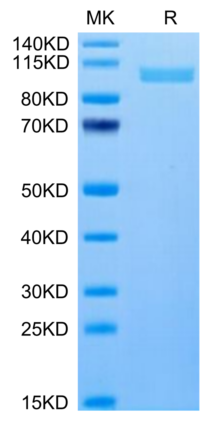 Human Integrin alpha 2B beta 3 (ITGA2B&ITGB3) Heterodimer Protein (ITG-HM12B)