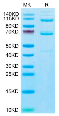 Human Complement C3 Protein (CC3-HM101)