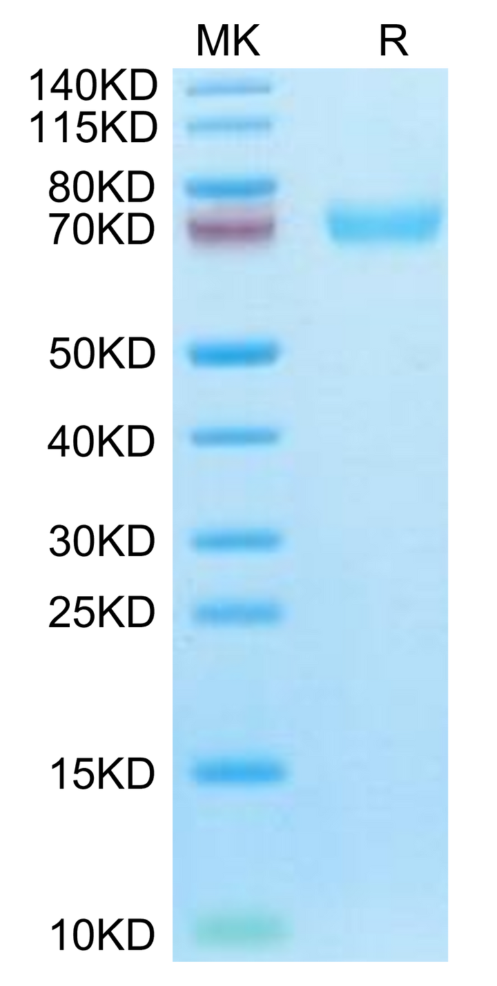 Cynomolgus LILRA6/CD85b/ILT8 Protein (LIL-CM1A6)