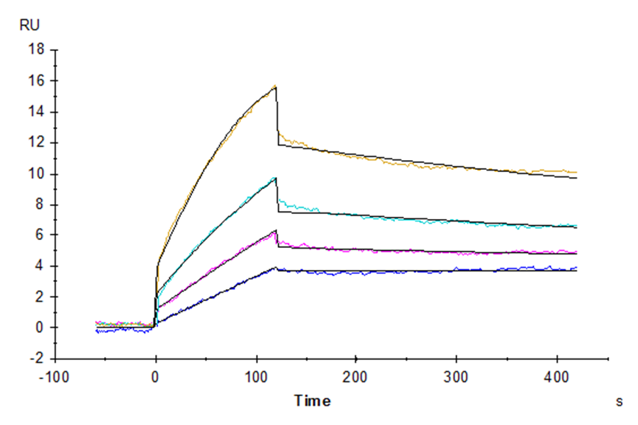 Human DDR1 Protein, Ultra Low Endotoxin (DDR-HM1R1-UL)
