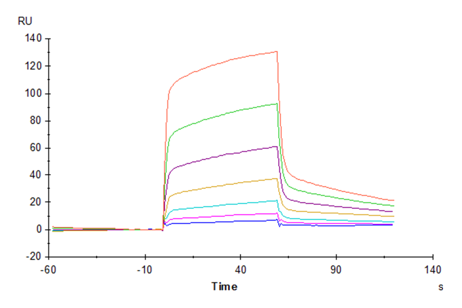 Mouse SIRP alpha/CD172a Protein, Ultra Low Endotoxin (SRP-MM172-UL)
