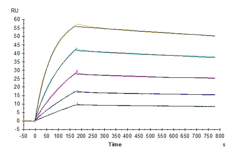 Biotinylated Human TRAIL R1/DR4/TNFRSF10A Protein, Ultra Low Endotoxin (TRL-HM4R1B-UL)