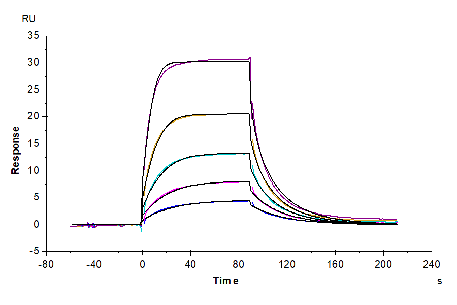 Cynomolgus B7-2/CD86 Protein, Ultra Low Endotoxin (B72-CM186-UL)