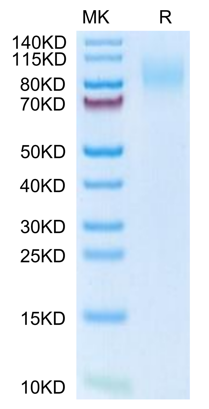 Mouse MERTK/Mer Protein (MEK-MM101)