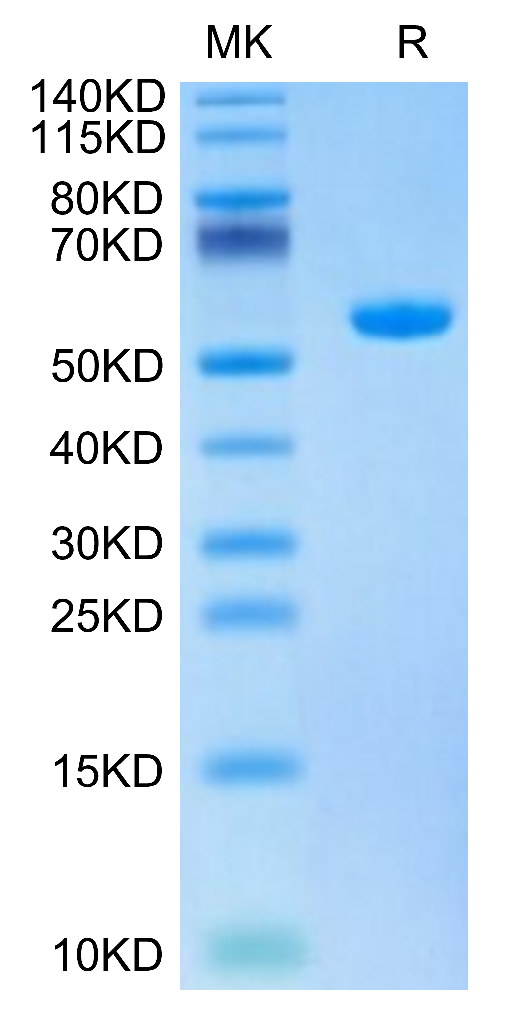 Biotinylated Human HLA-A*02:01&B2M&HBV (FLLTRILTI) Monomer Protein, Ultra Low Endotoxin (MHC-HM409B-UL)