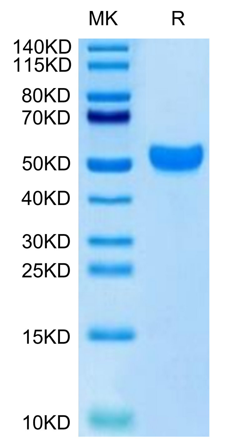 Human NKG2C/CD159c Protein (NKG-HM22C)