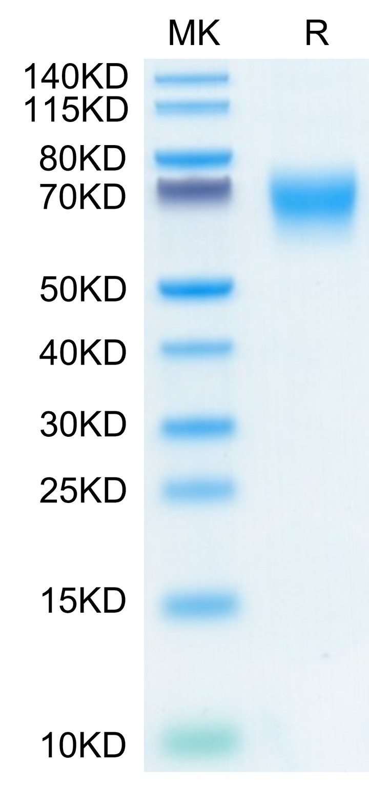 Human FGFR2 alpha (IIIc) Protein (FGR-HM2CD)