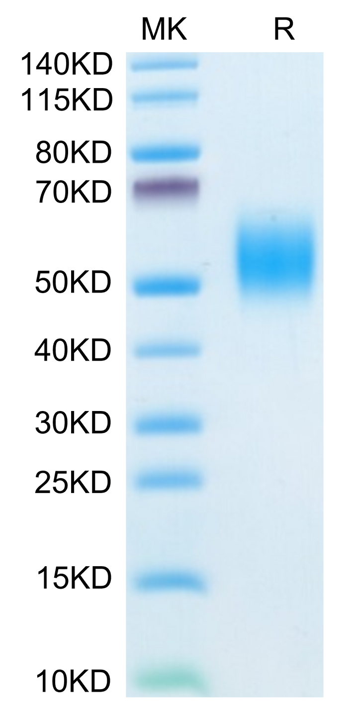 Mouse FGFR2 beta (IIIb) Protein (FGF-MM1BB)