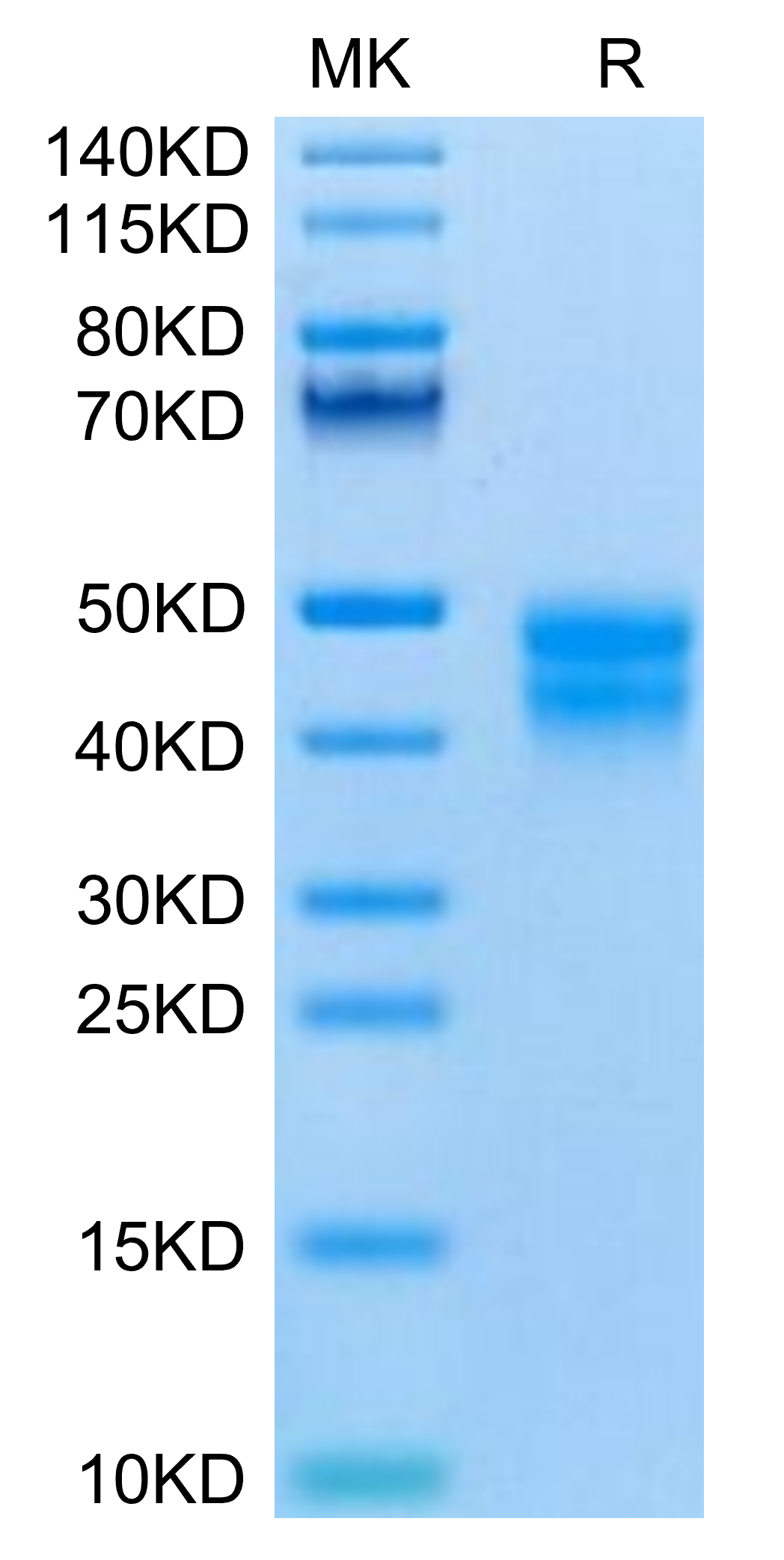 Mouse BTN2A2 Protein (BNT-MM1A2)