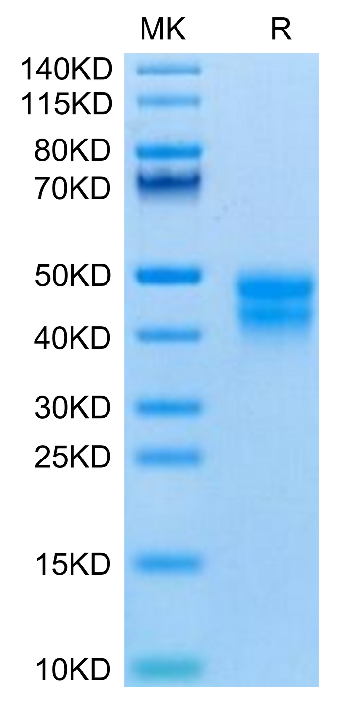 Mouse BTN2A2 Protein (BNT-MM1A2)