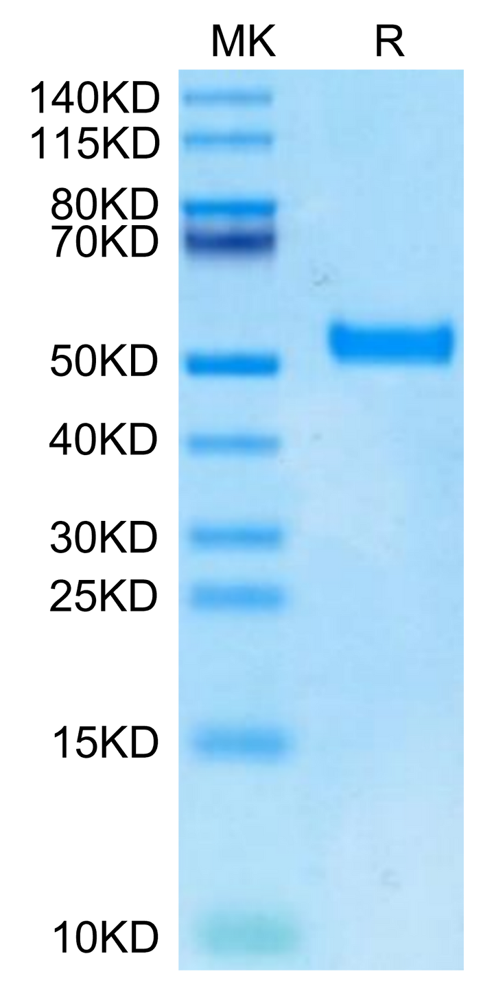 Biotinylated Human DKK1 N terminal Domain Protein (DKK-HM50NB)