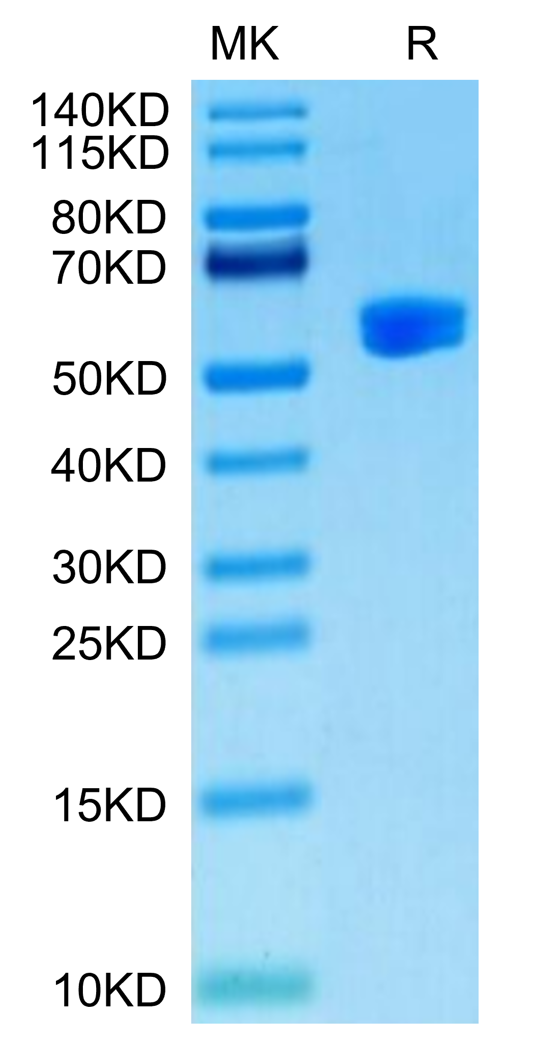Human HLA-A*24:02&B2M&Survivin 2B (AYACNTSTL) Monomer Protein, Ultra Low Endotoxin (MHC-HM430-UL)