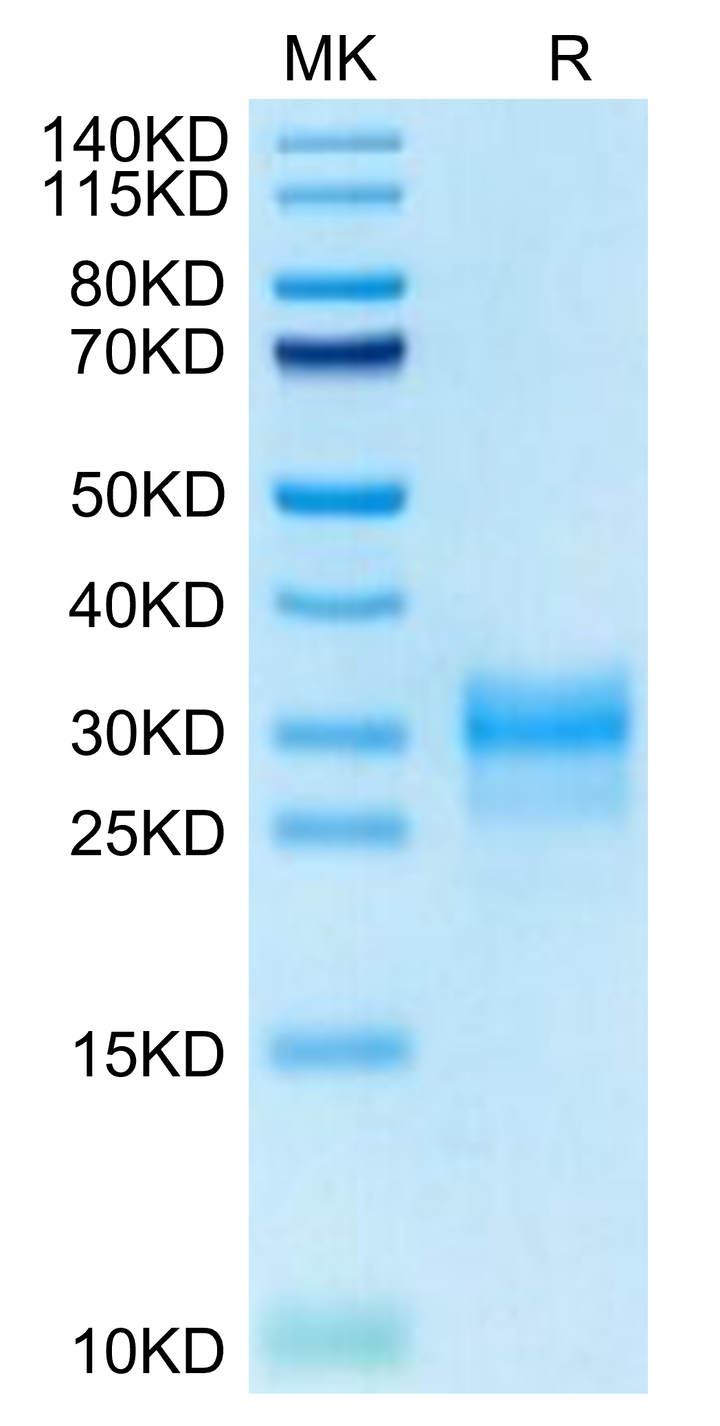 Cynomolgus IL-1 alpha/IL-1A Protein (IL1-CM10A)