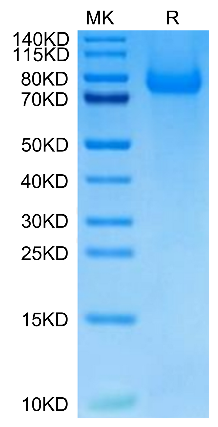 Cynomolgus PSGL-1 Protein (PSG-CM162)