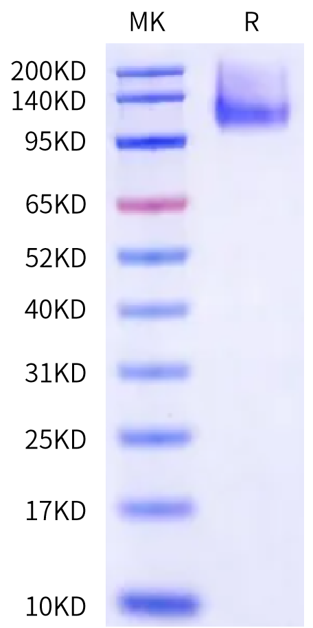 Rat CDCP1 Protein, Ultra Low Endotoxin (CDC-RM101-UL)