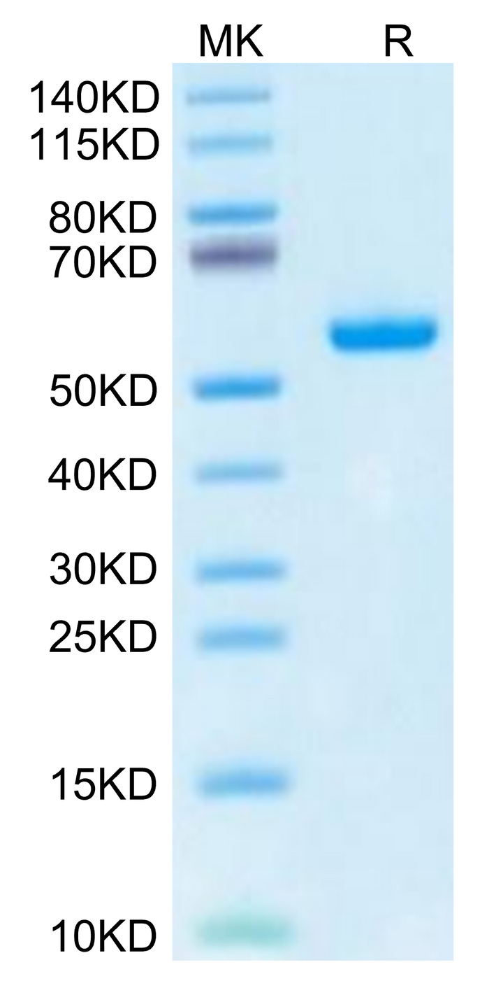 Human HLA-A*02:03&B2M&AFP (FMNKFIYEI) Monomer Protein (MHC-HM432)