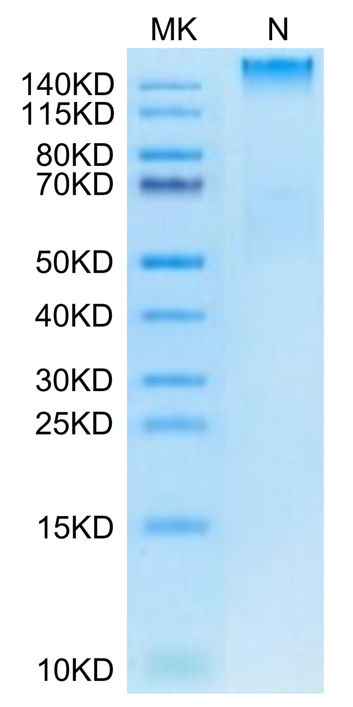 Human HLA-A*02:03&B2M&AFP (FMNKFIYEI) Tetramer Protein (MHC-HM432T)