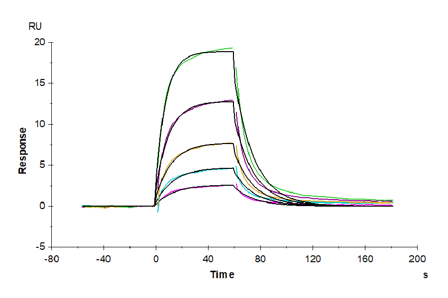 Biotinylated Human Serum Albumin Protein, Ultra Low Endotoxin (BSA-HM401B-UL)