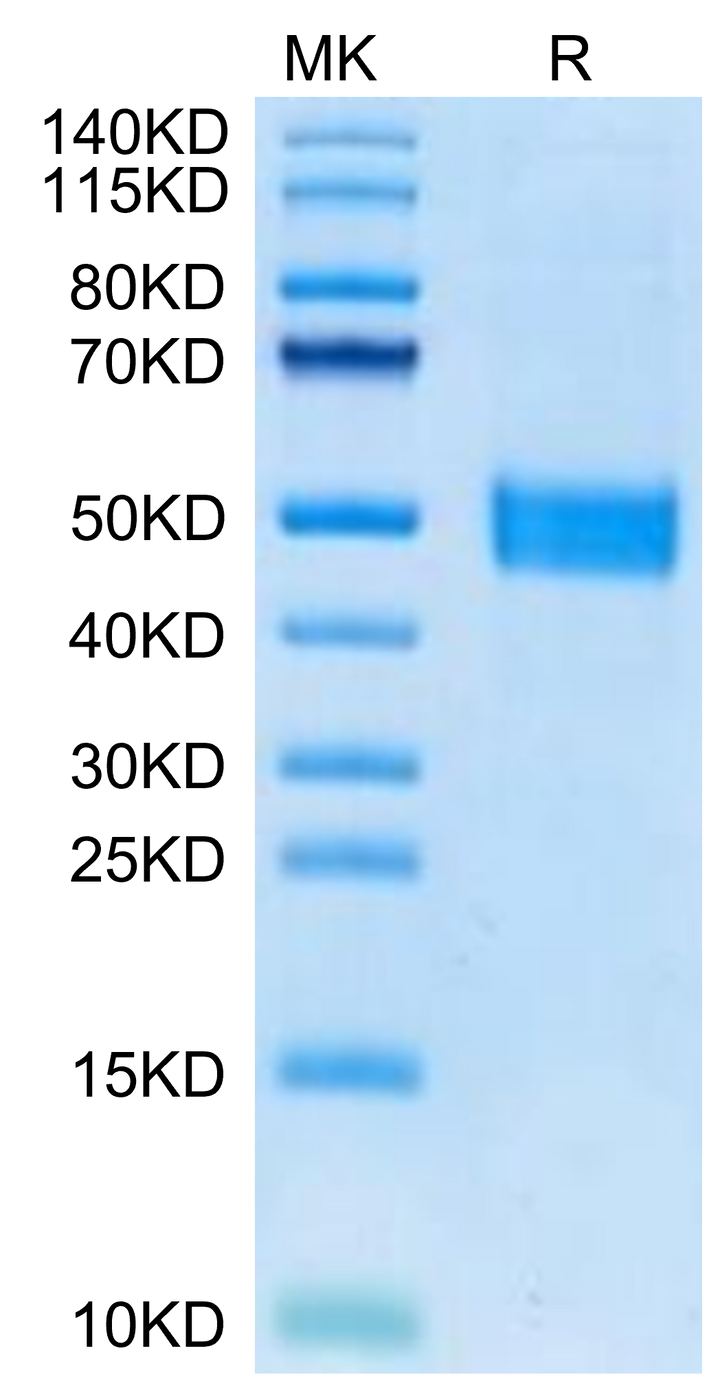 Mouse FSTL1 Protein (FST-MM1L1)