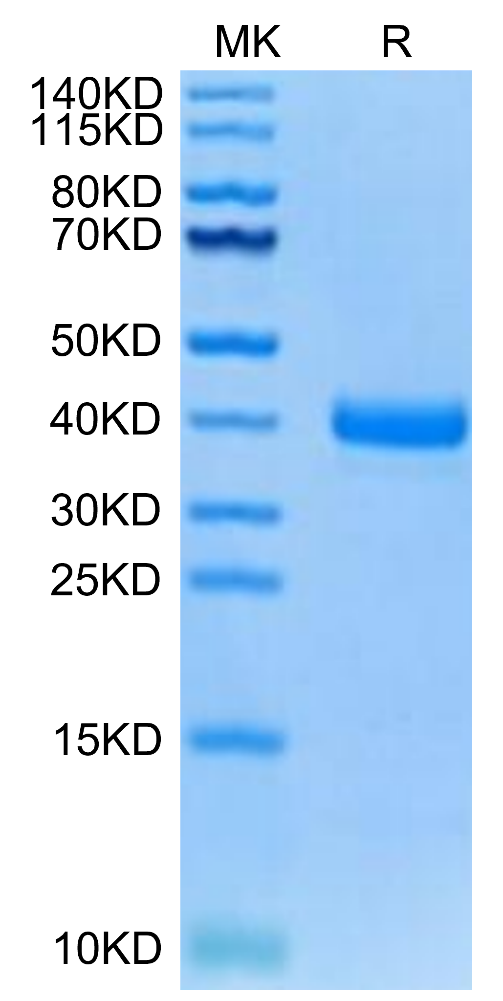 Canine Coagulation Factor III/Tissue Factor Protein (TFR-DM101)