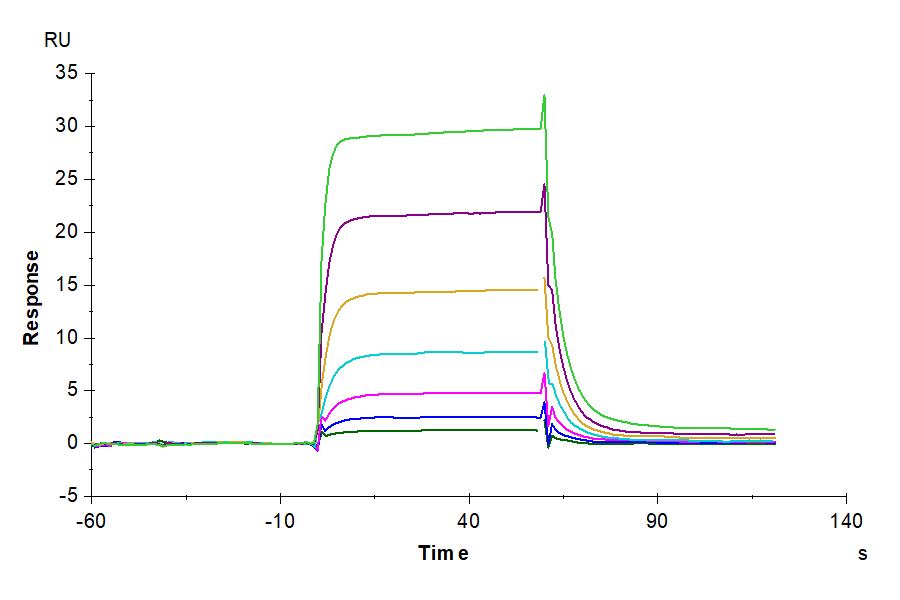 Human IL-2 R beta/CD122 Protein (CD1-HM222)