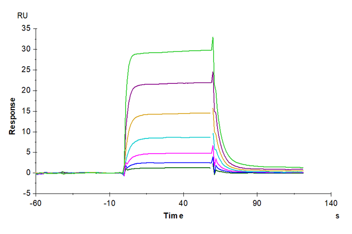 Human IL-2 R beta/CD122 Protein (CD1-HM222)