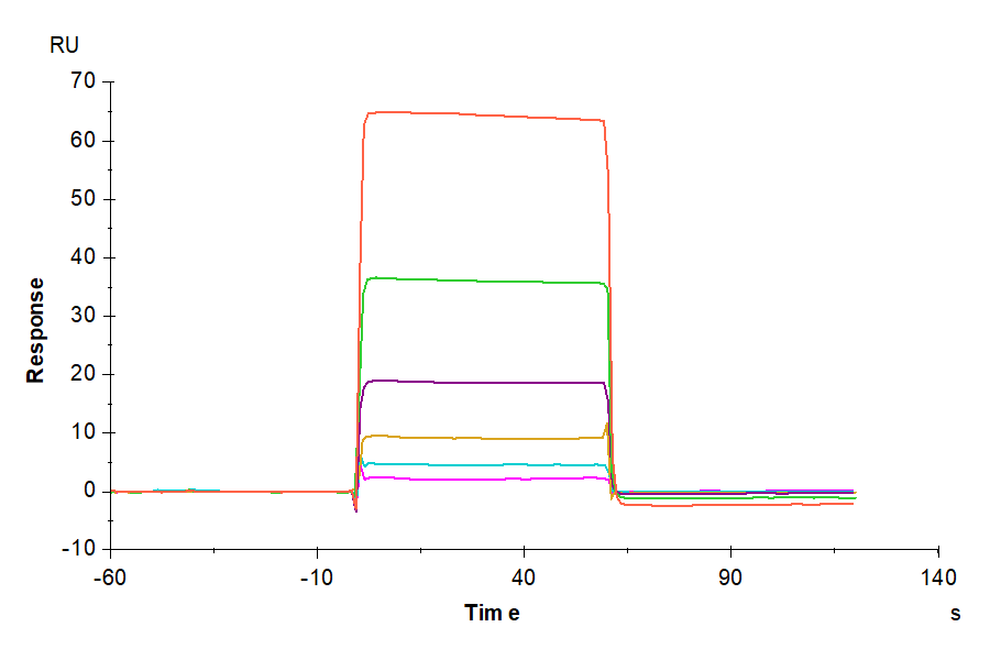 Human VSIG3/IGSF11 Protein, Ultra Low Endotoxin (ISF-HM111-UL)