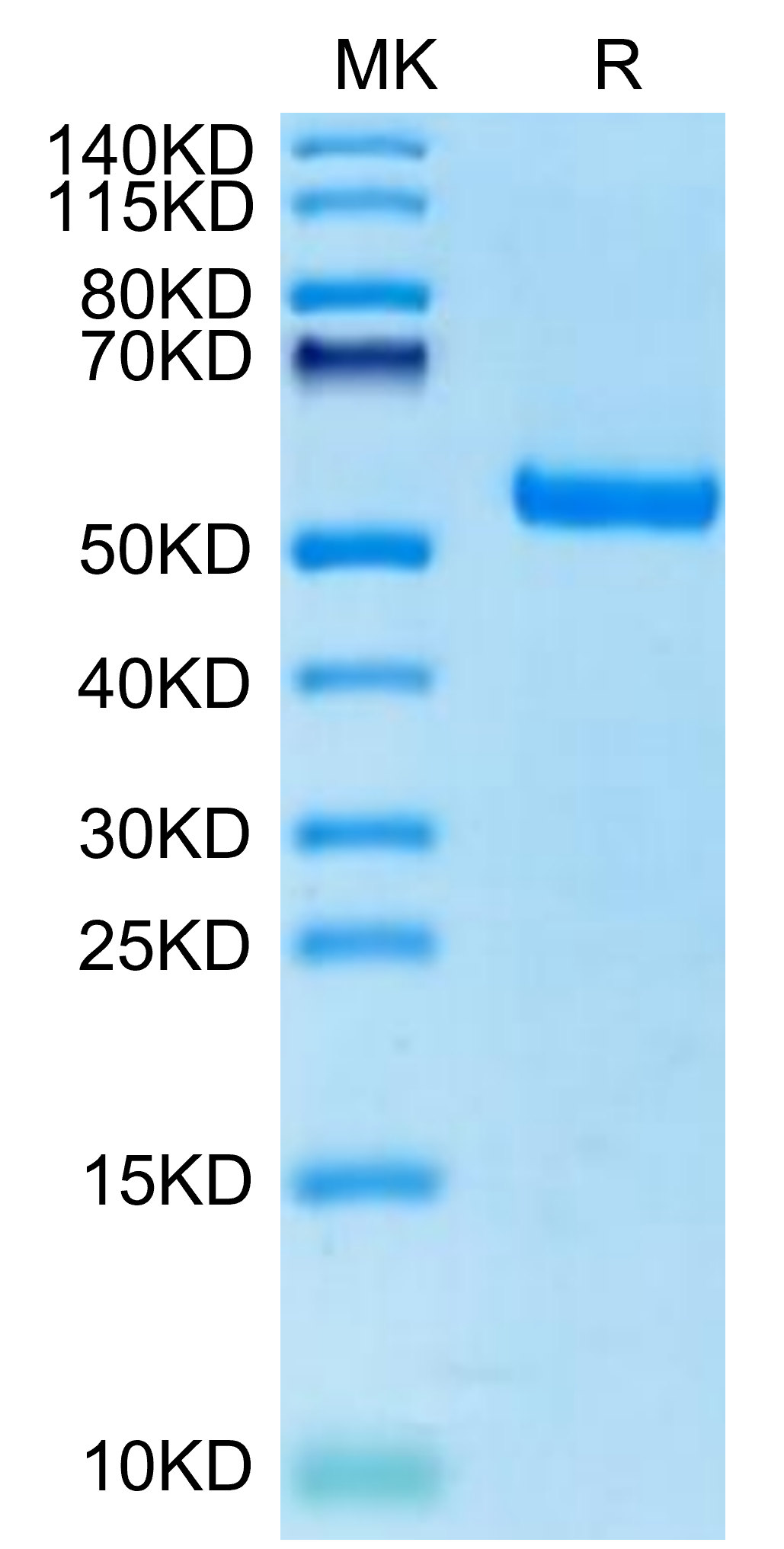 Canine EPHA3 Protein (EPH-DM101)