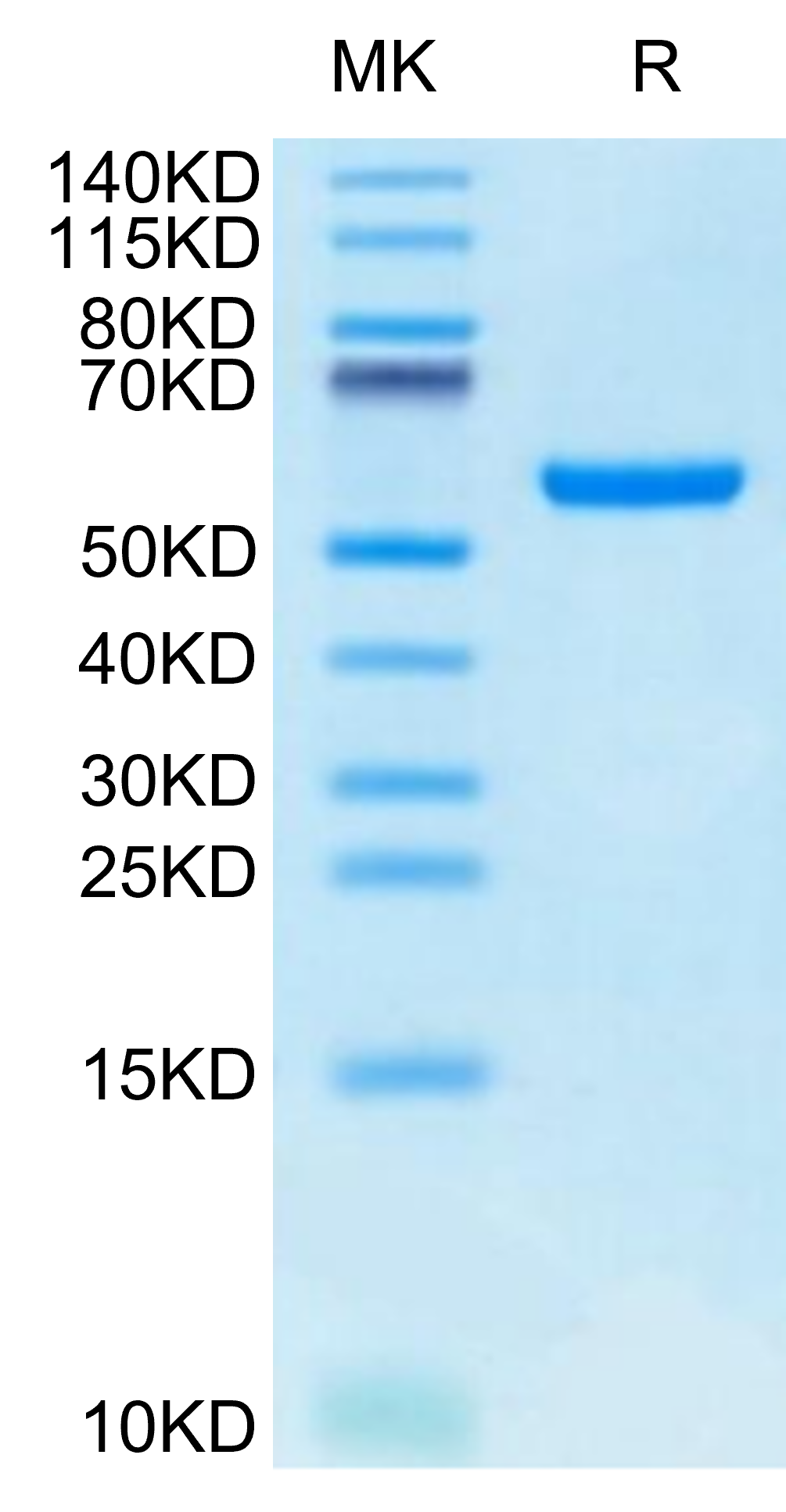 Biotinylated Human HLA-A*24:02&B2M&GP100 Intron 4 (VYFFLPDHL) Monomer Protein (MHC-HM433B)