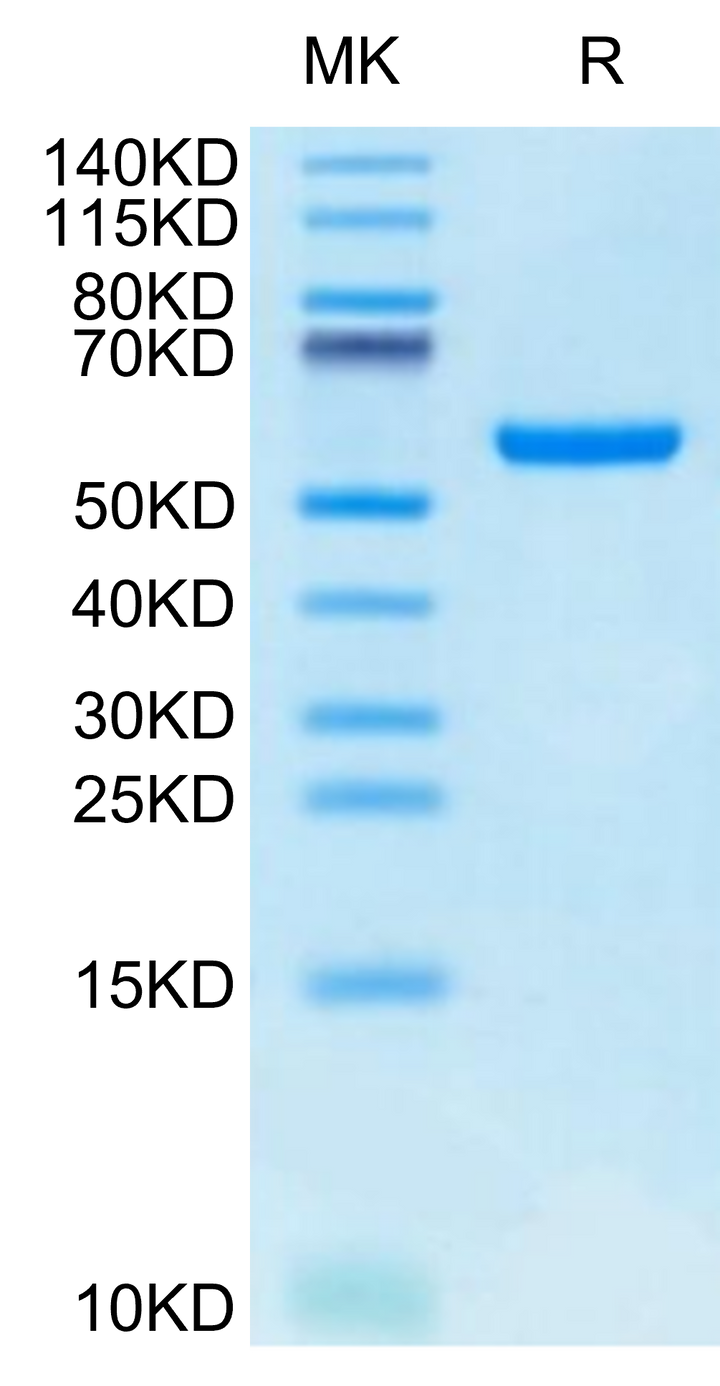 Biotinylated Human HLA-A*24:02&B2M&GP100 Intron 4 (VYFFLPDHL) Monomer Protein (MHC-HM433B)