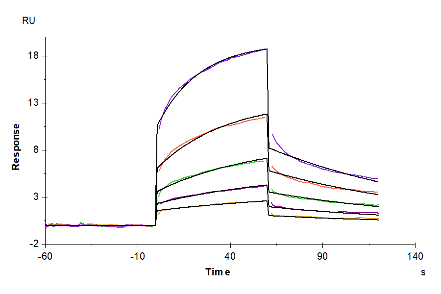 Human MMP-8 Protein (active form), Ultra Low Endotoxin (MMP-HM108-UL)