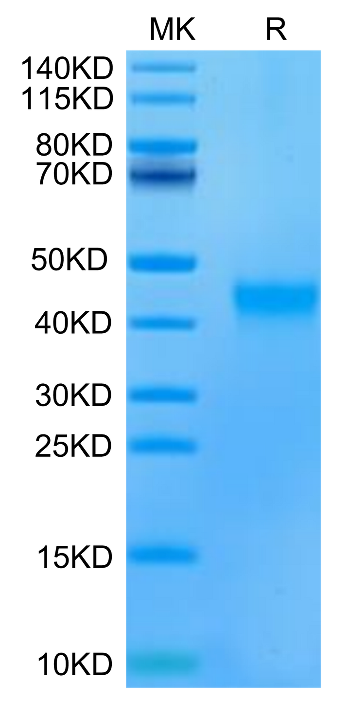 Human/Cynomolgus/Rhesus macaque Ephrin-A3/EFNA3 Protein (EFN-CM1A3)