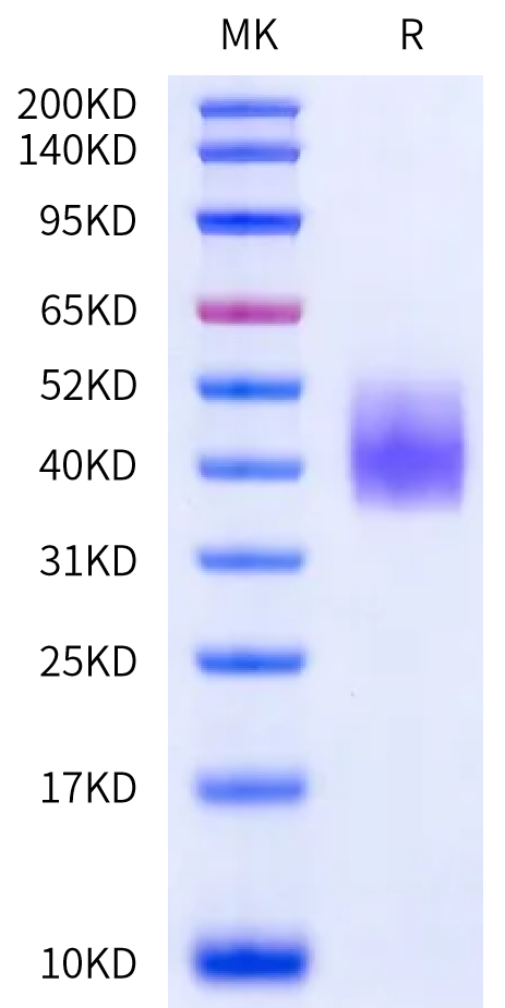 Cynomolgus SLAMF6/NTB-A Protein, Ultra Low Endotoxin (SLA-CM1F6-UL)