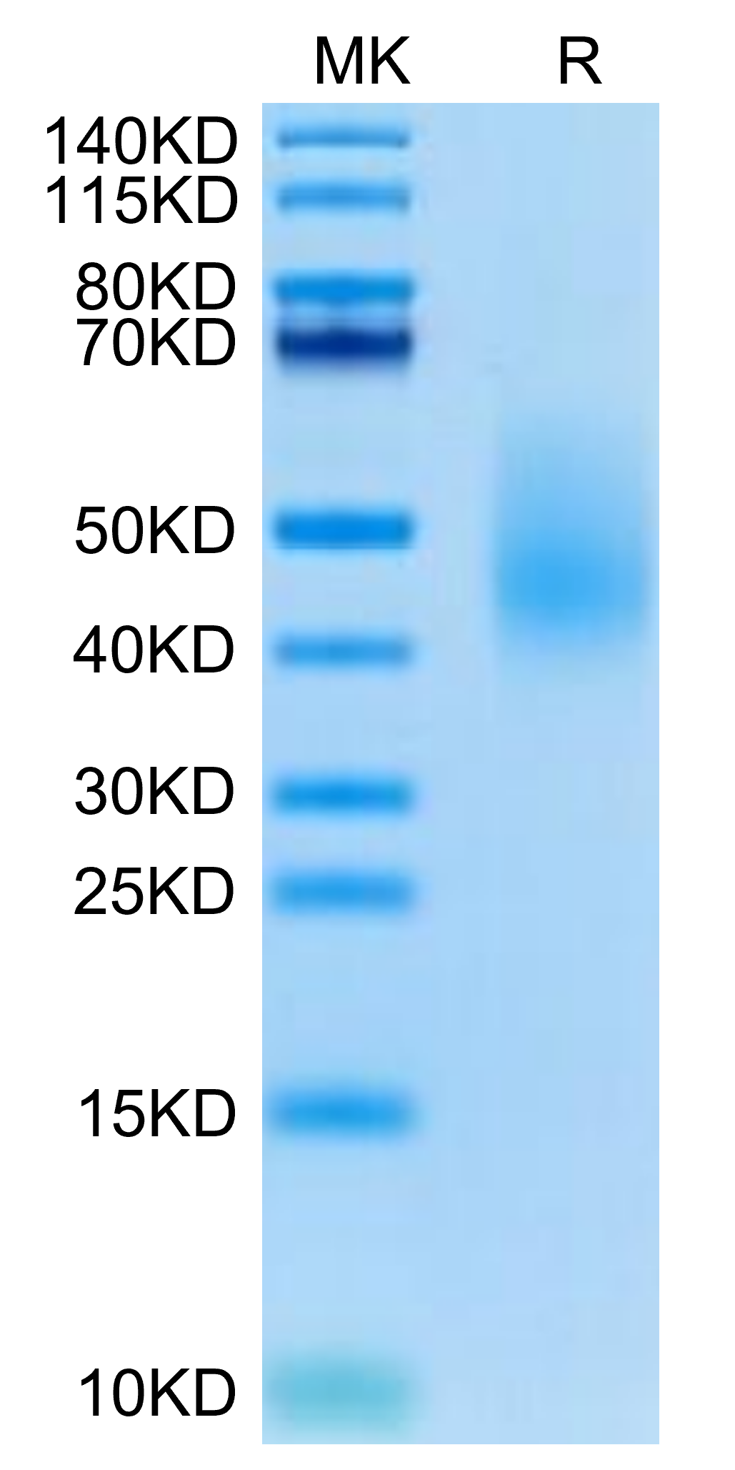 Cynomolgus CD44s Protein (CD4-CM144)