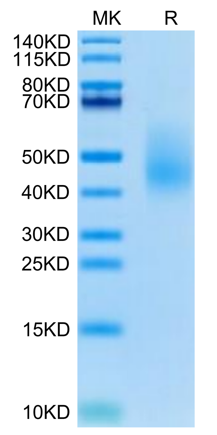 Cynomolgus CD44s Protein (CD4-CM144)