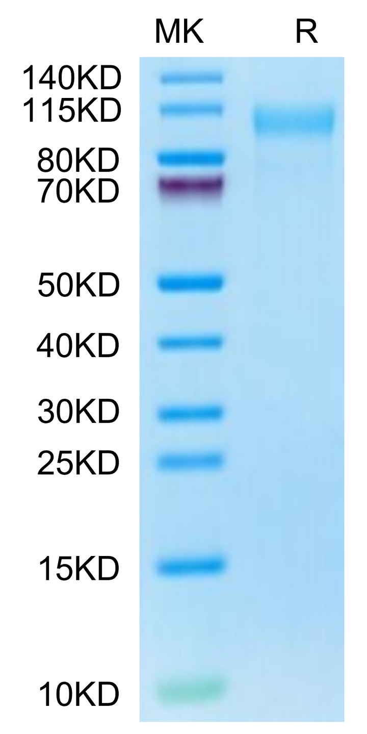 Cynomolgus CD31/PECAM-1 Protein (CD3-CM131)